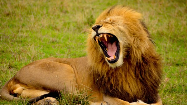 Digital Visitor Roars into Action with Bristol Zoo Gardens